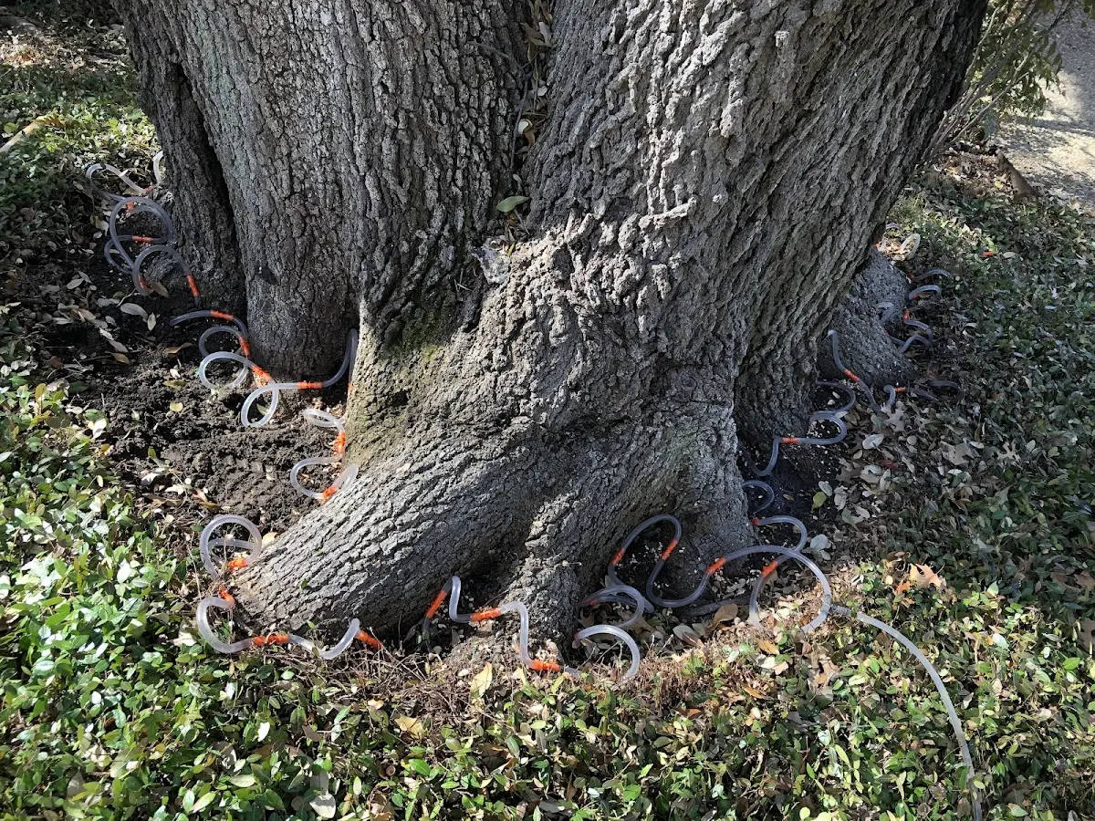 Detailed Shrub and Hedge Trimming job site in Oak Forest