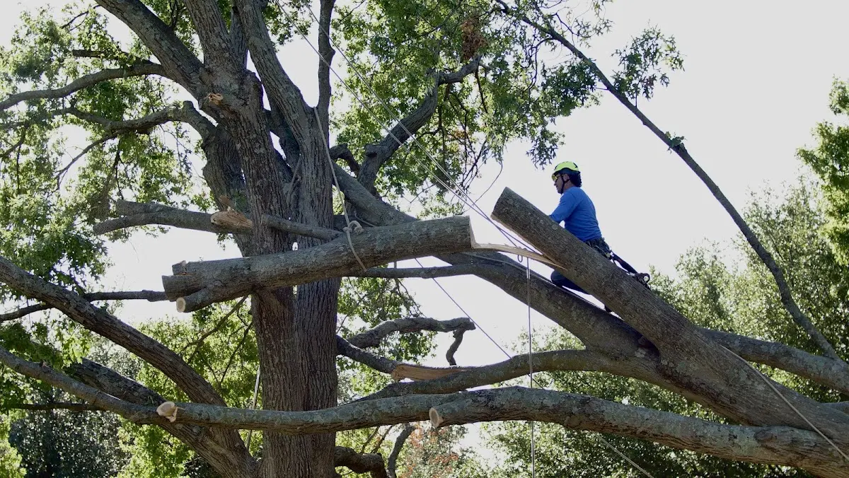 Professional Hazardous Tree Removal performed by certified arborists in Oak Forest